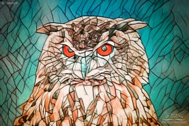 Owl Portrait.jpg