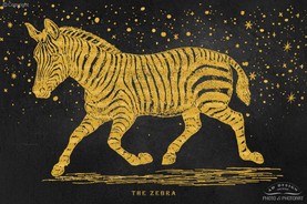 The golden Zebra.jpg