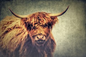 Highland Cattle.jpg