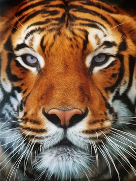 Tiger Portrait.jpg