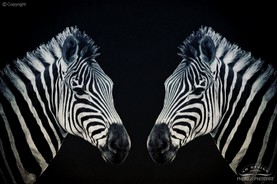 Zebra sw.jpg