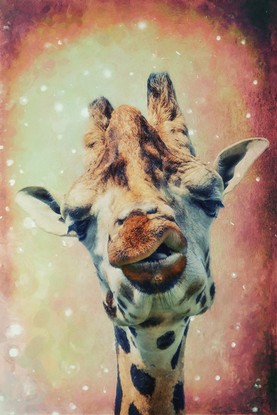 Giraffe II.jpg